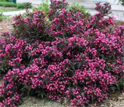 Krzewuszka cudowna Minor Purple Krzewuszka cudowna Minor Purple